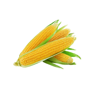 Fresh Sweet Corn - Each vacation grocery